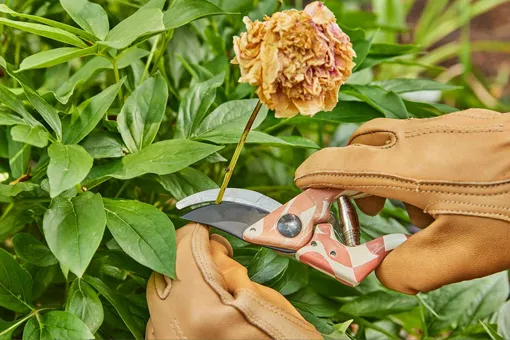 Ошибки при обрезке пионов в июле