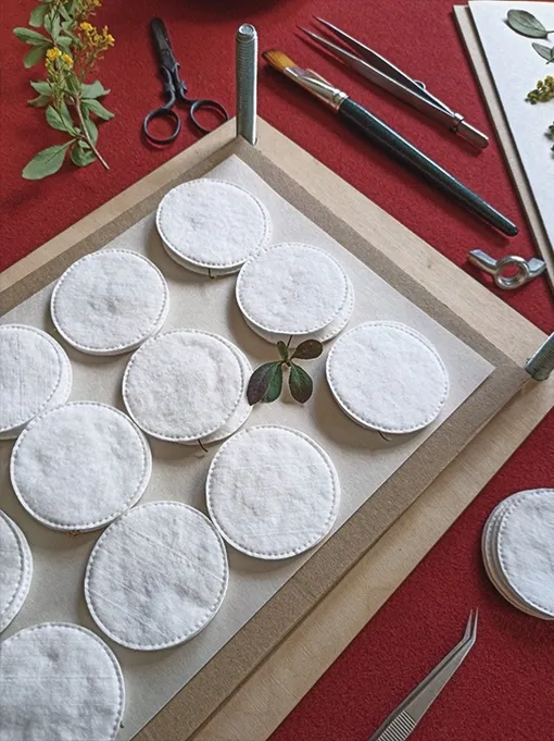 Сушка на ватных дисках