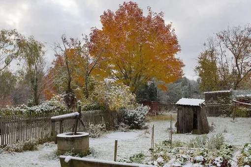 Зачем чистить опоры для растений в саду зимой: 4 причины