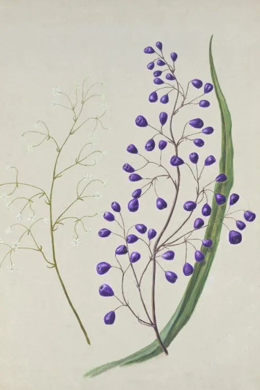 Весной на Дианелле появляются красивые ягоды синего цвета