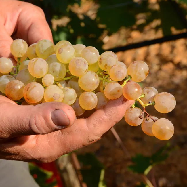Точно вырастет: какой виноград можно сажать осенью и как это сделать — узнали у эксперта все секреты
