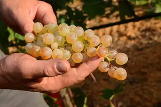 Точно вырастет: какой виноград можно сажать осенью и как это сделать — узнали у эксперта все секреты