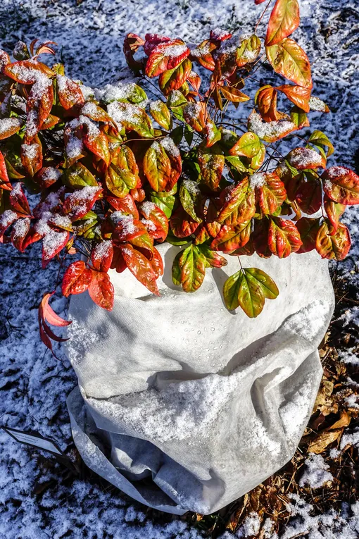 Нандина Harbour Dwarf в мешке под снегом Нандина Harbour Dwarf в мешке под снегом