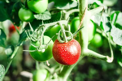 Томаты зреют на кусте