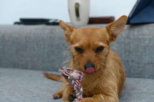 Почему собака вылизывает себя по ночам? Эти и другие странные действия, которые мешают спать хозяину