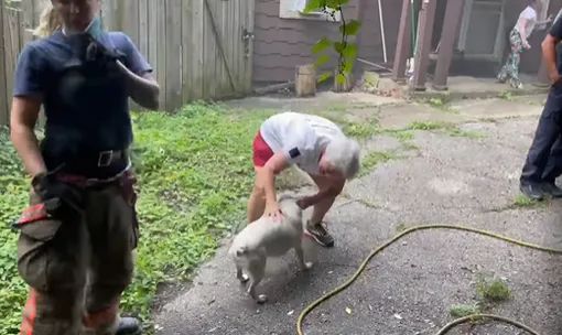 пропавшая собака встретилась с хозяйкой пропавшая собака встретилась с хозяйкой