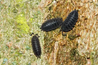 Как раз и навсегда избавиться от мокриц в квартире: собрали 7 эффективных способов