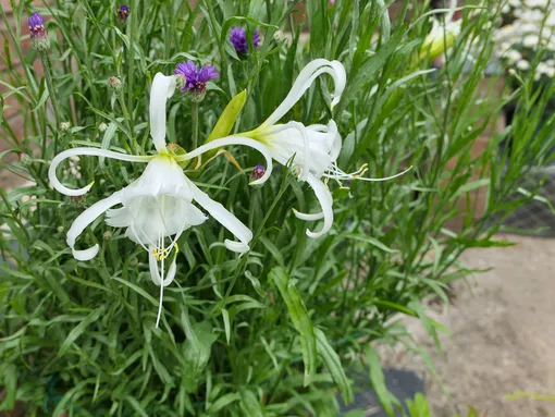 Гименокаллис