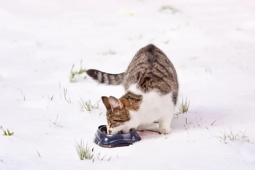 6 вещей, которые никогда нельзя оставлять на улице зимой 6 вещей, которые никогда нельзя оставлять на улице зимой
