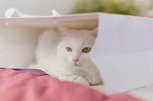 Кошка, которая сделала дом теплее: семейная история