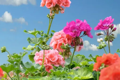 У герани слишком длинные стебли? Проверьте, соблюдаете ли вы эти 3 условия У герани слишком длинные стебли? Проверьте, соблюдаете ли вы эти 3 условия