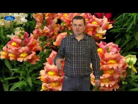Нажми и смотри Нажми и смотри