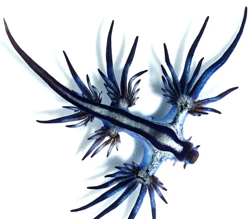 Glaucus atlanticus очень ядовиты Glaucus atlanticus очень ядовиты