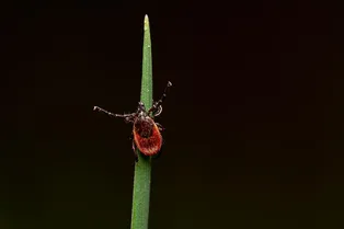 В России участились случаи заражения клещевым боррелиозом В России участились случаи заражения клещевым боррелиозом