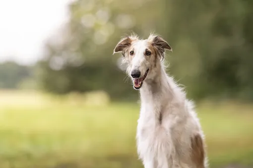 русская борзая порода русская борзая порода