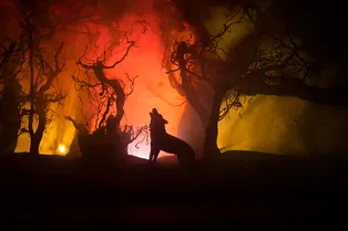 Хозяин бросил пожилого пса, убегая от лесного пожара. Он выжил в огненном аду