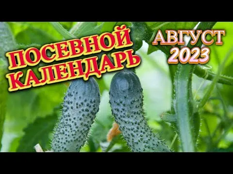 Нажми и смотри