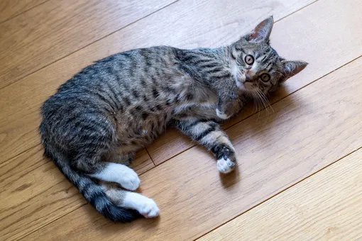 5 вещей, которыми запрещено мыть виниловый ламинат, и кот