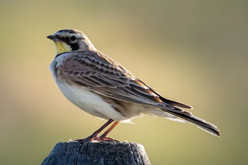 «Жаворонки» с утра полны энергии из-за воздействия одного из гормонов «Жаворонки» с утра полны энергии из-за воздействия одного из гормонов