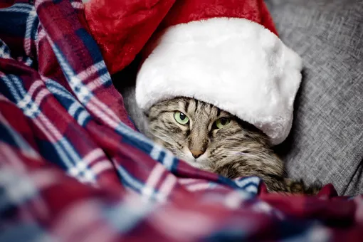 5 необычных идей новогоднего декора из подручных материалов и кот