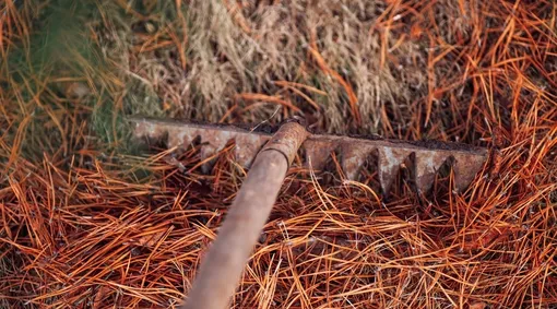 Чего следует избегать при использовании хвойных иголок в садоводстве