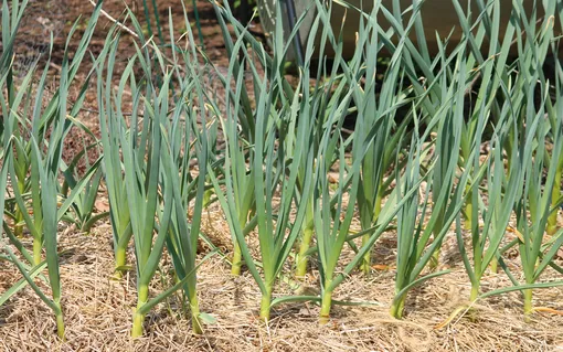 Растения-репелленты, которые отпугивают комаров с дачного участка