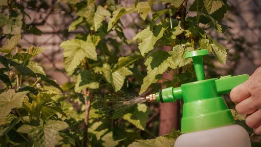 Защита малины от вредителей и болезней