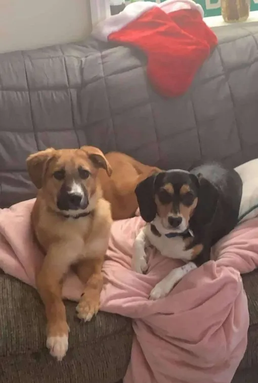 щенок, собака, бигль, собаки