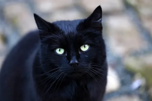 черный кот черный кот