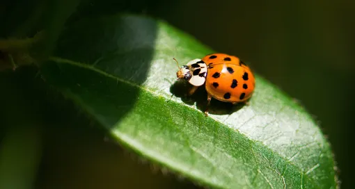 Как привлечь божьих коровок на участок