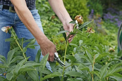 Как обрезать пионы в июле