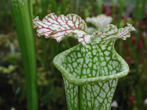 Саррацения леукофилла Саррацения леукофилла
