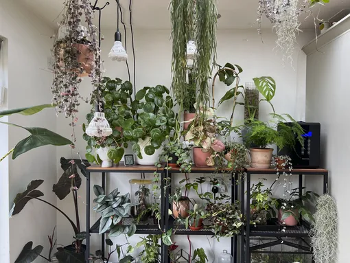 5 решений, которые помогут спасти комнатные растения