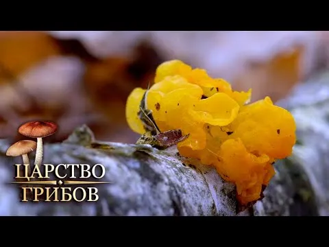 Нажми и смотри