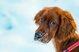 «Просто обезумел»: пес впервые увидел снег. Его реакция бесценна