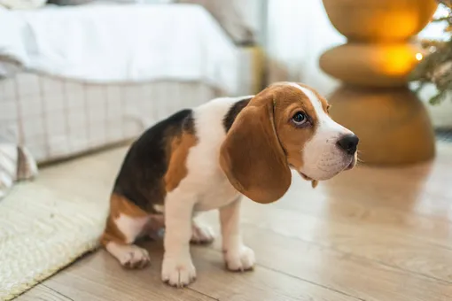 Как понять, что у собаки проблемы с зубами: 4 важных признака