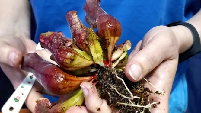 Нажми и смотри Нажми и смотри