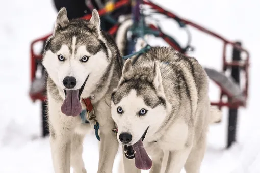 Сибирский хаски
