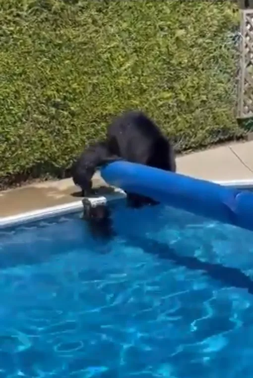 медведица с медвежатами медведица с медвежатами