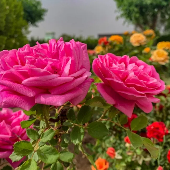 «Шикарнейшее растение»: какие цветы выбрать, чтобы сад благоухал всё лето