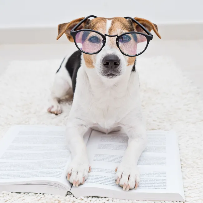 Тест на когнитивные способности: 5 простых способов оценить интеллект вашей собаки