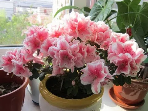 Нажми и смотри