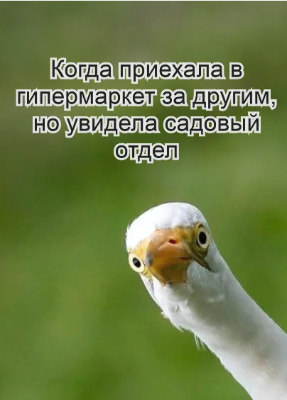 шутки про дачу