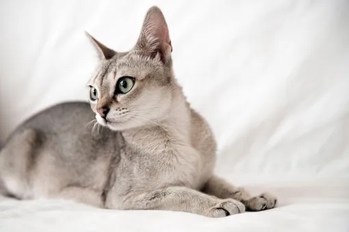 сингапурская кошка