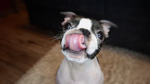 Как понять, что у собаки проблемы с зубами: 4 важных признака