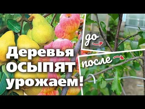 Нажми и смотри