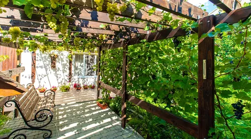 Горизонтальная пергола для винограда