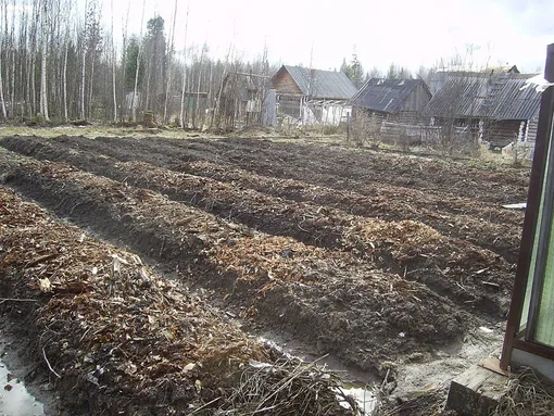 Тихая уборка: почему в ноябре нельзя вычищать огород до блеска (и что оставить для почвы и птиц)