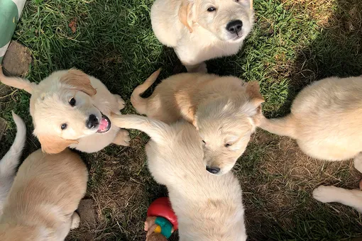 Мимиметр зашкаливает: игрушка-дракончик читает сказку маленьким щенкам (видео) Мимиметр зашкаливает: игрушка-дракончик читает сказку маленьким щенкам (видео)