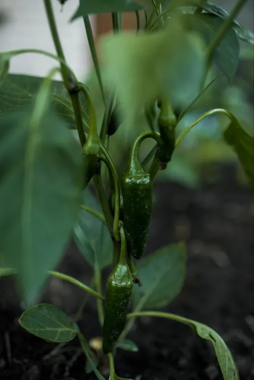 Перец Перец